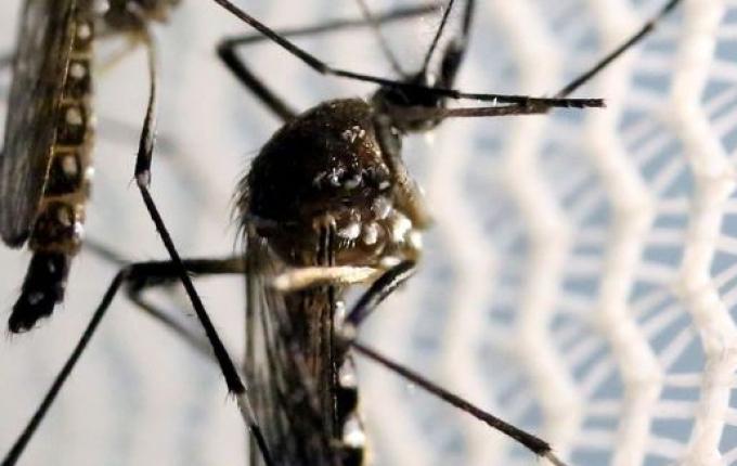 Mortes por dengue dobram em um mês em SC