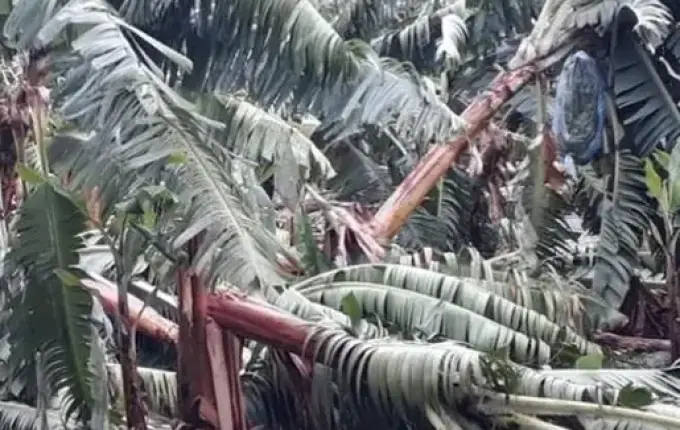 Vento e ciclone trazem prejuízos milionários para agricultores em SC