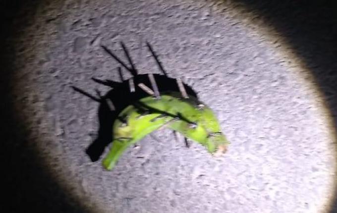 PRF libera dezenas de bloqueios criminosos neste fim de semana em Santa Catarina