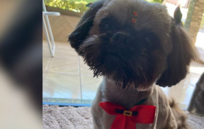 Cachorro é furtado e pintado com tinta de cabelo como disfarce