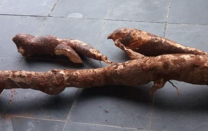 Casal colhe mandioca com mais de dois metros de altura