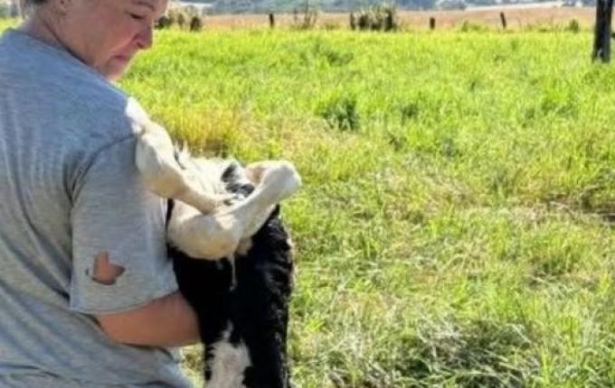 Pulverização com drone é apontada como causa de contaminação de pasto e morte de bezerras no PR