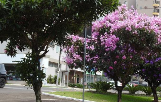 Arborização urbana é regulamentada em São Miguel do Oeste