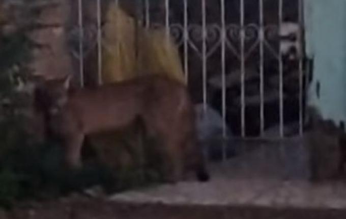 Morador de Francisco Beltrão flagra onça parda circulando pela cidade