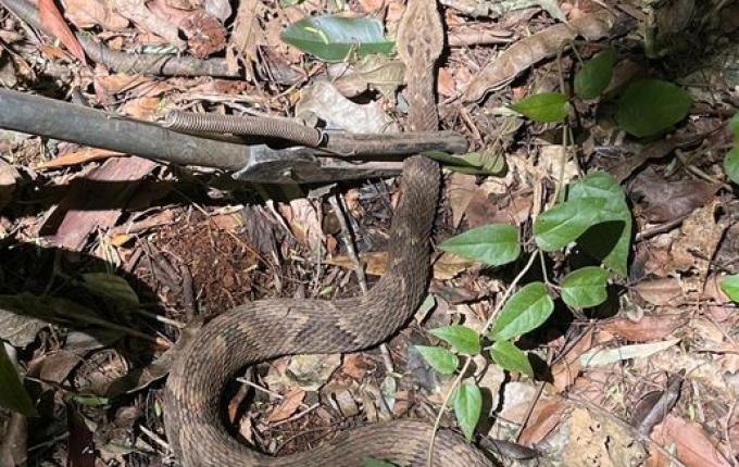 DNIT resgata jararaca nas obras da BR-163 em São José do Cedro