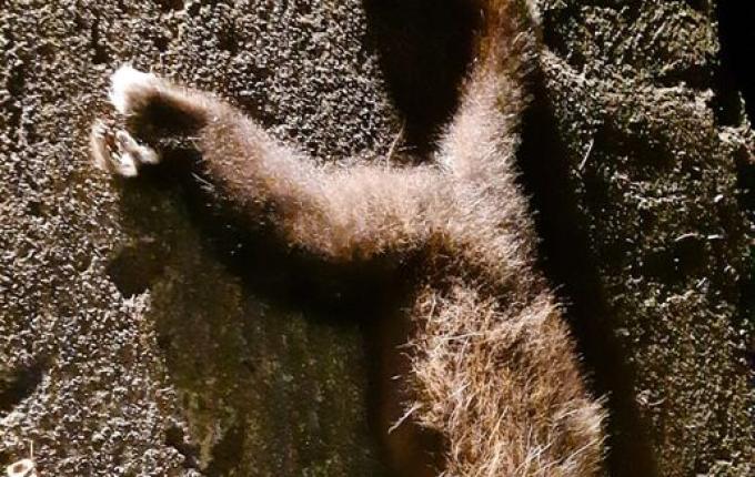 Vigilância de Itapiranga recolhe macaco morto para realizar exames