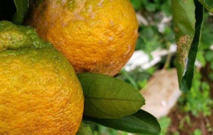 Epagri incentiva produção de frutas na região