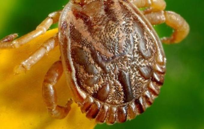 SC confirma 18 casos de febre maculosa em 2023