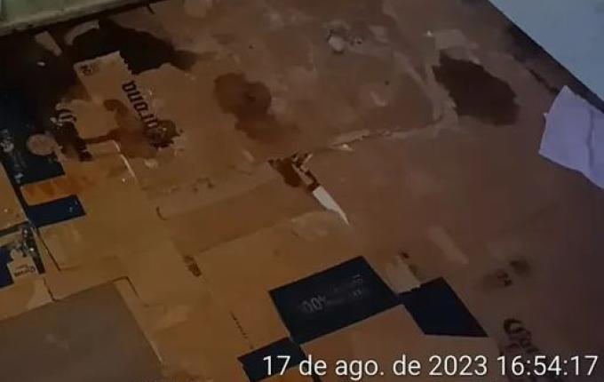 Mais de 70 cães de raça são resgatados em canil clandestino em SC