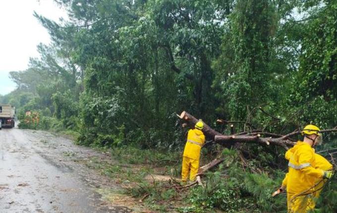 Queda de árvores bloqueia parcialmente BR-282 entre Maravilha e Iraceminha