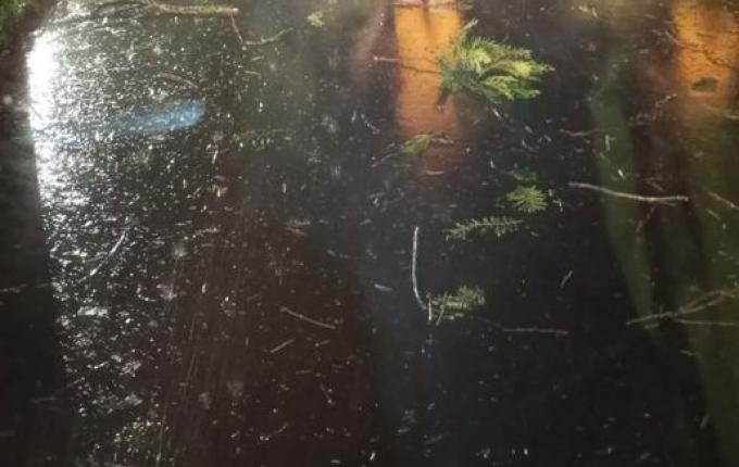 Temporal causa queda de árvores e destelhamentos em Pinhalzinho