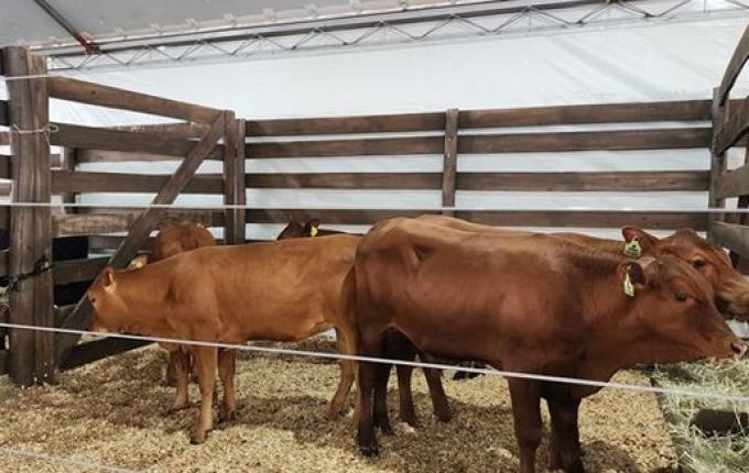 Parque de exposições começa receber animais para 11ª Efrait