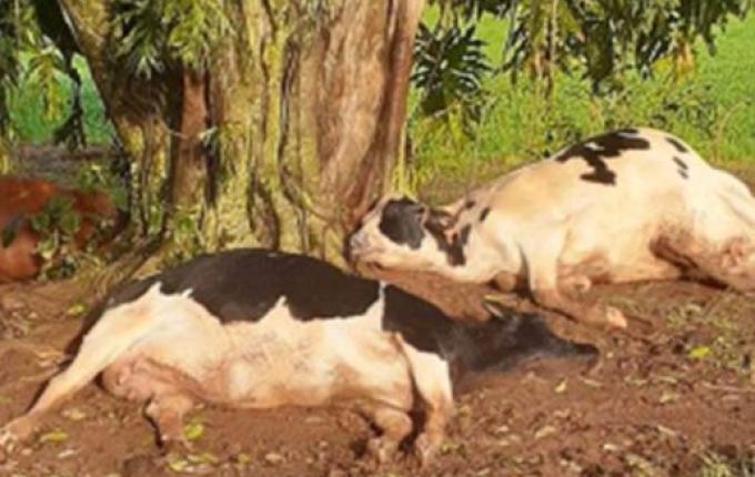 Raio mata duas vacas e uma novilha em propriedade no interior de Itapiranga