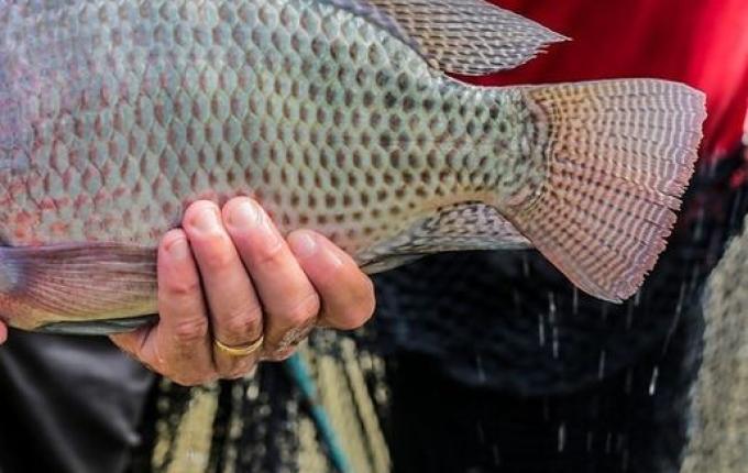 Feira do Peixe inicia comercialização no dia 15 de março