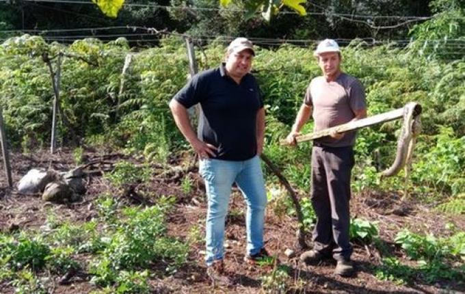 Cascavel é encontrada morta em vinícola de Campestre da Serra no RS