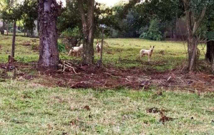 Cachorros matam oito ovelhas em São Miguel do Oeste