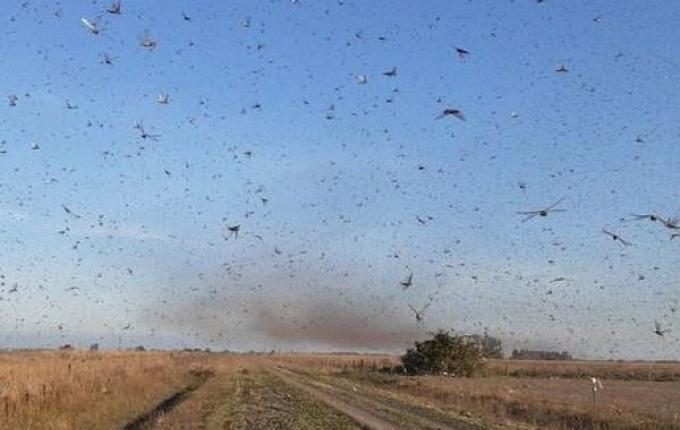 NUVEM DE GAFANHOTOS: Governo declara emergência fitossanitária