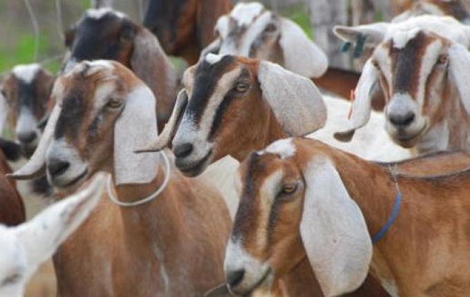 Programa de ovinocaprinocultura será lançado no fim do mês no Extremo Oeste