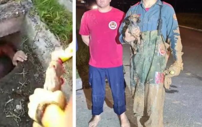 Cachorro preso em tubulação mobiliza resgate de 5 horas em SC