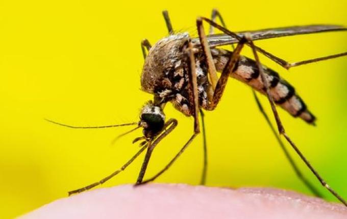 Com aumento dos casos de dengue, governo de SC prepara decreto de emergência