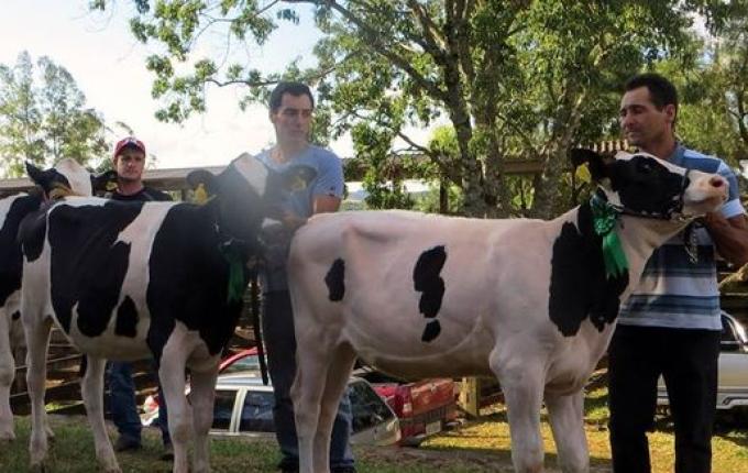 Produtor trabalha com genética visando retorno das feiras