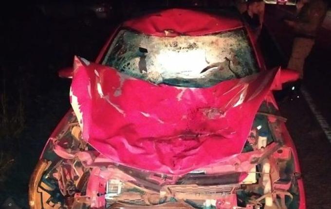 Bovino solto na SC 163 provoca acidente