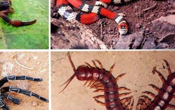 Dive emite nota sobre o aumento de acidentes com animais peçonhentos