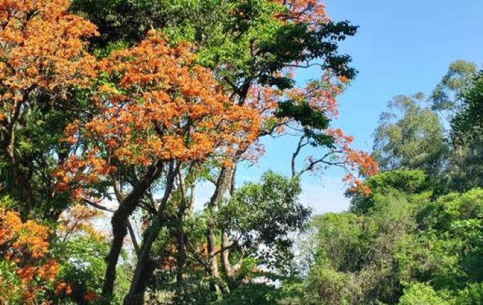 Engenheiro agrônomo destaca floração da corticeira, uma árvore medicinal