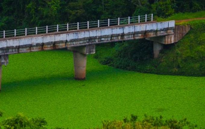 Fenômeno ‘Alface d'água’ cobre rio na região; assista ao vídeo