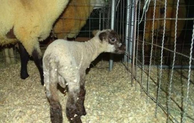 Veterinário da 14ª Efacitus destaca cuidados para a exposição de animais