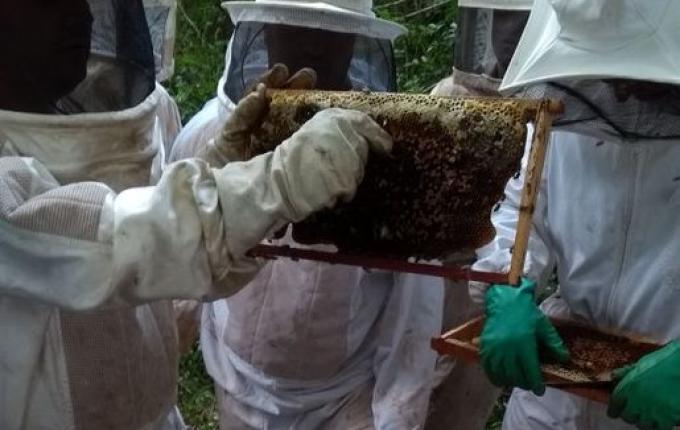 Apicultores iniciam preparação para produção de mel