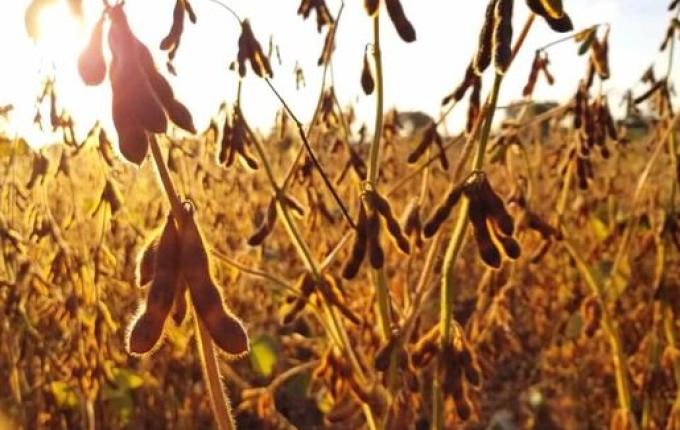 Em oito anos produção de soja cresce quase 44% em Santa Catarina