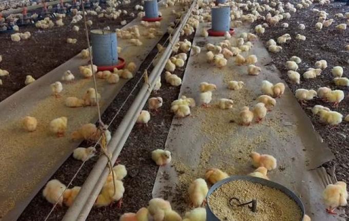 Em meio à pandemia, produtores aproveitam bom momento da avicultura e planejam novos investimentos