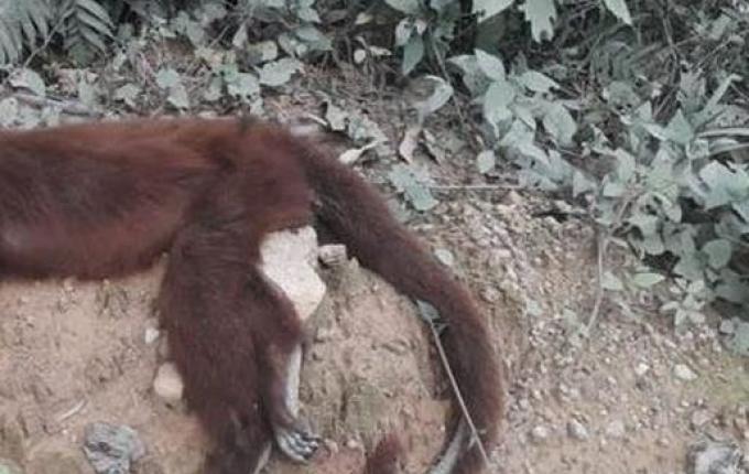 Morte de 64 macacos em menos de um mês acende alerta para risco de Febre Amarela em SC