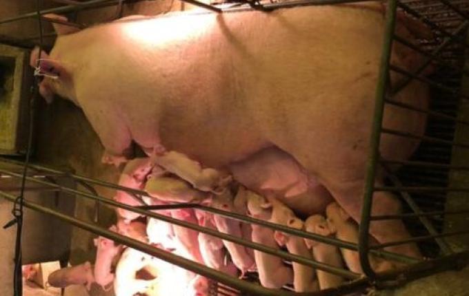 Porca dá à luz a 34 leitões em um único parto em Santa Catarina