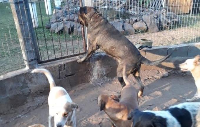 Protetora promove almoço para arrecadar recursos em prol de animais