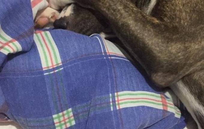 Após possível ataque, proprietário de Pitbull alega que animal não é perigoso