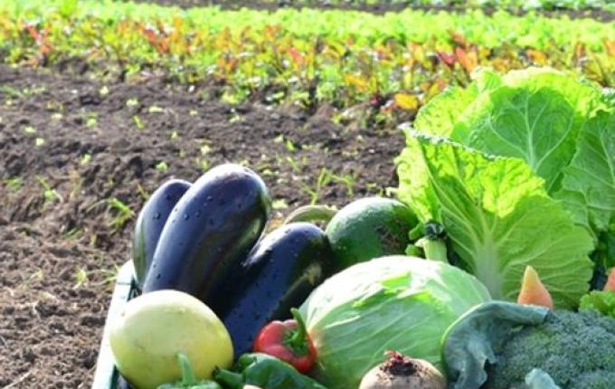 Produção orgânica de hortaliças será tema de encontro em Mondaí