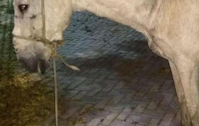 Cavalo é encontrado com tornozeleira eletrônica