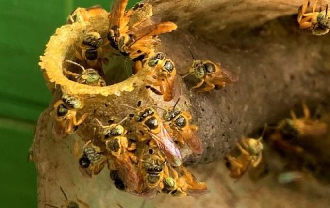 Meliponicultura cresce no Extremo Oeste e atrai produtores para seminário em SMO