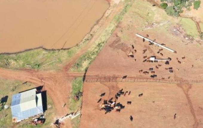 PF descobre em SC e PR entrada ilegal de 5,7 mil bois vindos da Argentina