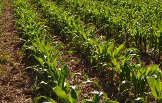 Safra de milho deve chegar a 15,3 mil hectares no Extremo Oeste, aponta Epagri