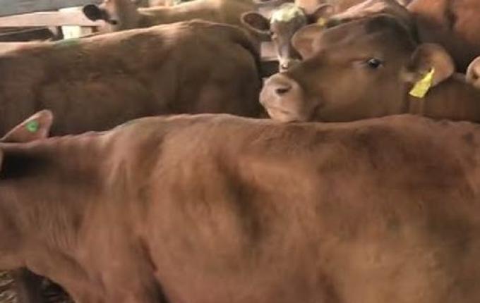 Primeiro leilão de gado de 2025 acontece neste sábado no Extremo Oeste