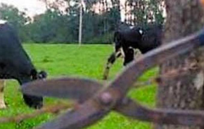 Regional de Polícia registra segundo maior número de ocorrências contra o agronegócio