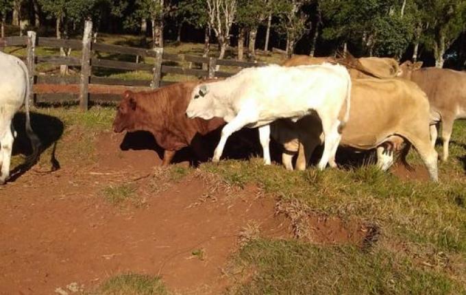 Produtor de Guarujá do Sul comemora a valorização do gado de corte