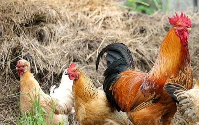 Casal é flagrado furtando galinhas em Romelândia