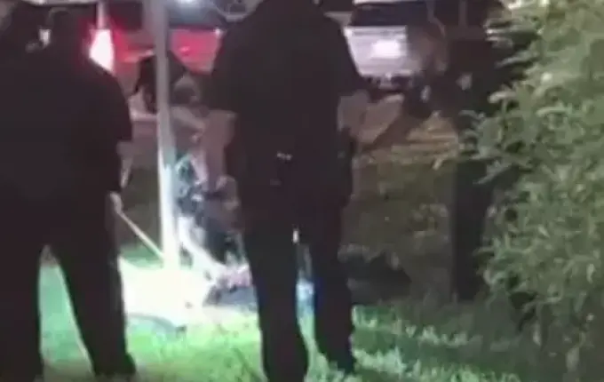 Homem confunde jacaré com cão e acaba mordido