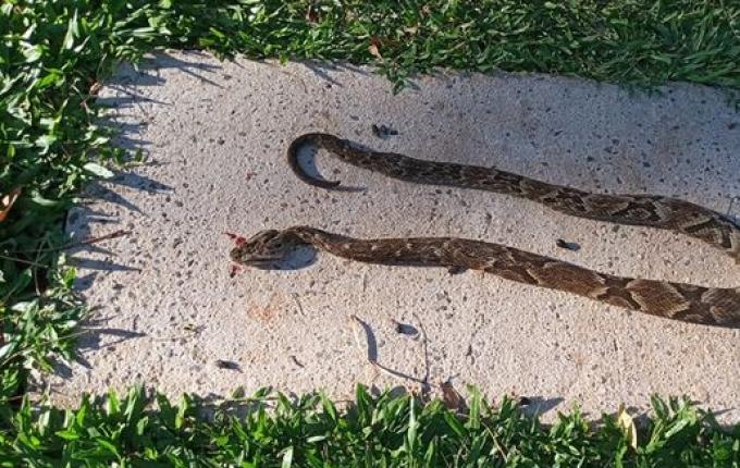 Jararaca invade residência no interior de São Miguel do Oeste
