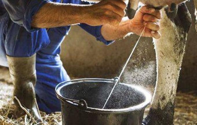 Produtores de leite de SC enfrentam prejuízo de até R$ 0,20 por litro e cobram medidas