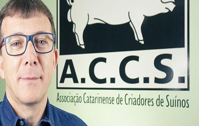 ACCS faz projeção otimista para a suinocultura em 2025